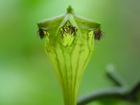 Ceropegia sandersonii