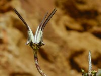 Ceropegia stapeliiformis subsp. serpentina