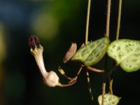 Ceropegia woodii