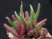 Cheiridopsis rostrata