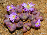 Conophytum khamiesbergense