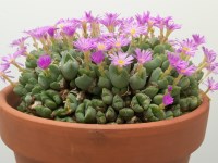 Conophytum taylorianum