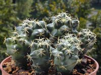 Coryphantha andreae