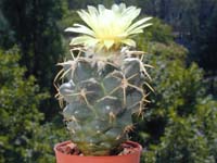 Coryphantha elephantidens