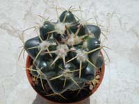 Coryphantha elephantidens