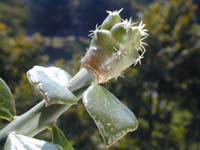 Coryphantha maiztablensis