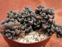 Crassula cv 'Fernwood'