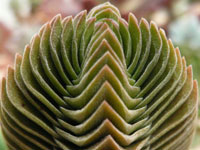 Crassula cv Buddha's Temple