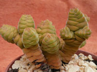 Crassula columella