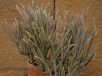 Crassula muscosa