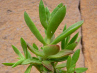 Crassula perfoliata var. heterotricha