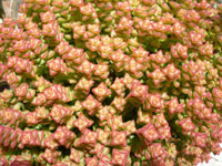 Crassula perforata cv 'Tom Thumb'