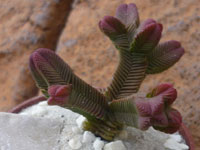 Crassula pyramidalis