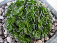 Crassula susannae