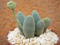 Crassula tecta