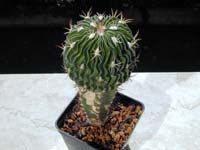 Echinofossulocactus ?