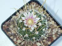 Echinofossulocactus erectocentrus ORB 200 nord Matehuala