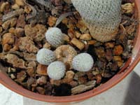 Epithelantha micromeris