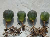 Euphorbia obesa