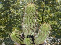 Euphorbia horrida