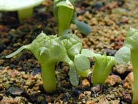 Euphorbia obesa