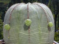 Euphorbia obesa