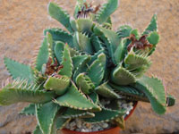 Faucaria felina