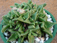 Faucaria felina ssp. tuberculosa