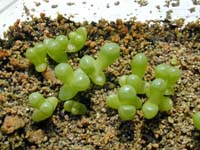 Fenestraria rhopalophylla