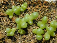 Fenestraria rhopalophylla