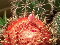 Melocactus matanzanus