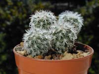 Gymnocactus beguinii