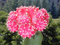 Gymnocalycium mihanovichii cv. Hibotan