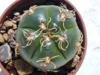 Gymnocalycium denudatum cv. Jan Suba