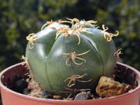 Gymnocalycium denudatum cv. Jan Suba