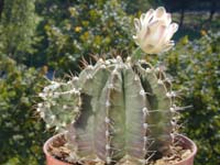 Gymnocalycium mihanovichii var. friedrichii albiflorum