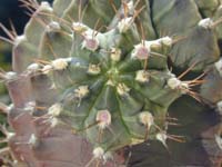 Gymnocalycium mihanovichii var. friedrichii albiflorum