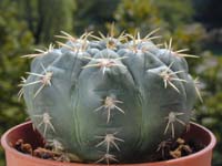 Gymnocalycium paraguayense var. wagnerianum