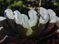 Haworthia truncata