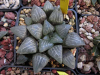 Haworthia bayeri