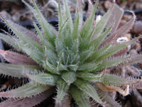 Haworthia cooperi v. isabellae