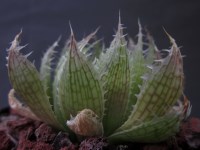 Haworthia decipiens