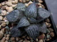 Haworthia marxii