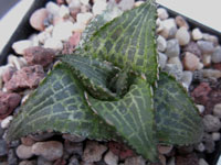 Haworthia tessellata