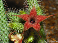 Huernia pillansii