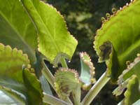 Kalanchoe daigremontiana