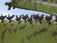 Kalanchoe daigremontiana