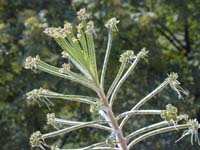 Kalanchoe tubiflora