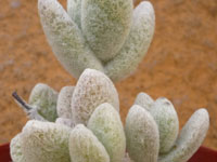 Kalanchoe eriophylla