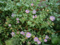 Lampranthus deltoides